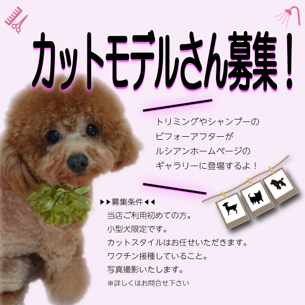 ルシアンのshampoo バナー カットモデル