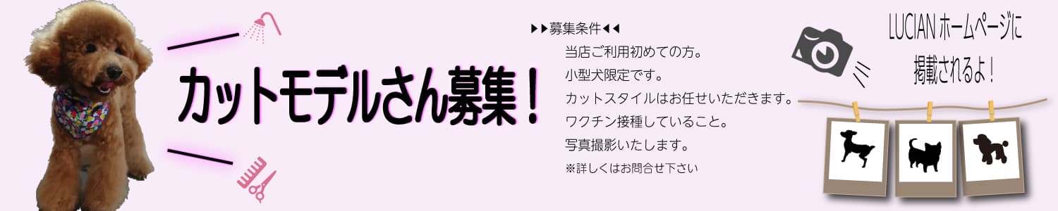 ルシアンのshampoo バナー カットモデル