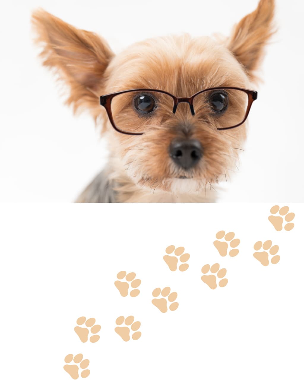 ルシアンのshampoo、shomestay お泊り ご利用上の注意