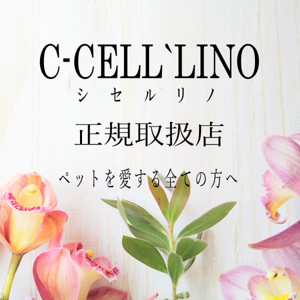 ルシアンのshampoo シセルリノ正規代理店