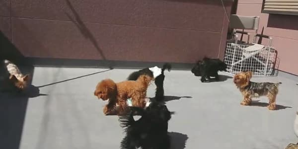 ルシアンのshomestay お泊り