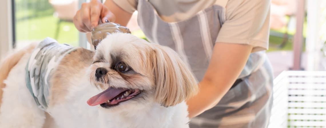 ルシアンのshampoo、shomestay トリミング