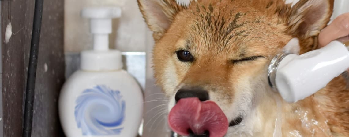 ルシアンのshampoo、shomestay シャンプー